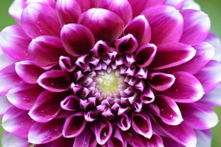 嬌琴紗 花卉機械設備的復活節(jié)之白