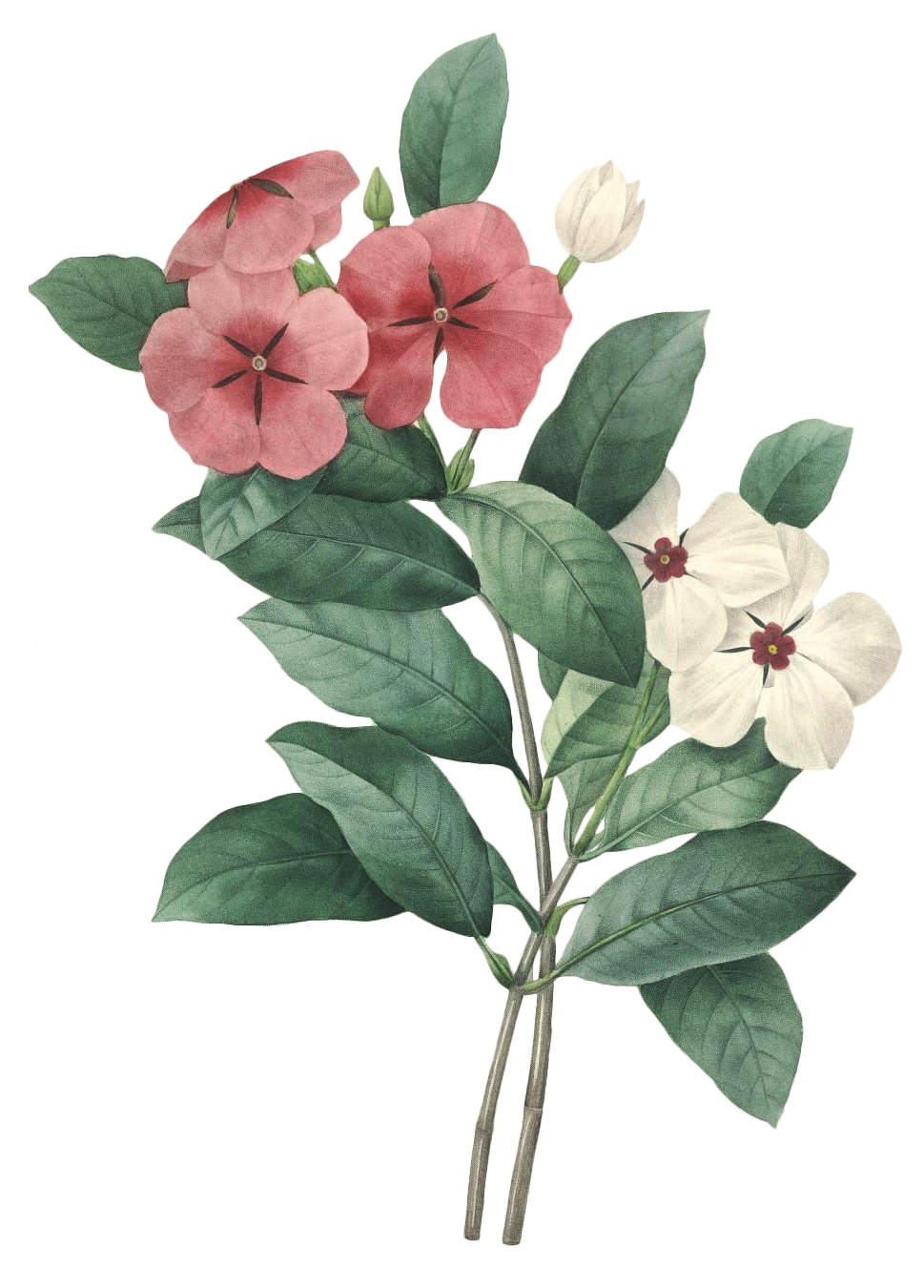 絢爛花語 高清花卉素材的藝術(shù)與應用