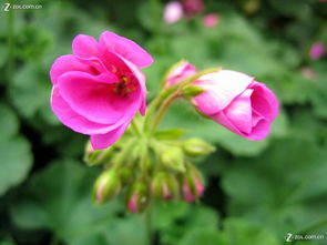 合肥豐樂生態(tài)園 探訪華東最大精品花卉大觀園，賞花之余的家用電器隨拍之旅