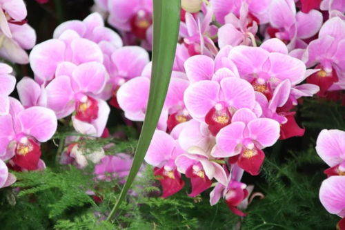 元旦祝福 自帶喜氣的綠植花卉，伴您走進2019