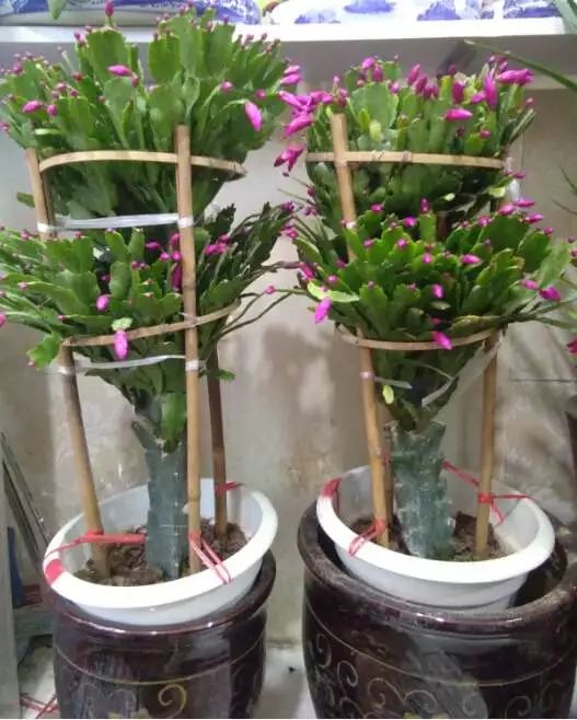 吉祥綠植添喜氣，如意花卉送實惠——綠蘿盆景與托盤組合大讓利