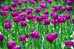 春之使者 郁金香，機械鏡頭下的生命禮贊