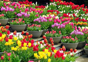 球根花卉種植搭配攻略與機械設備應用指南